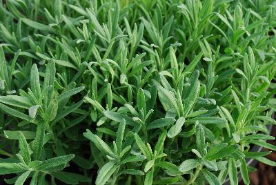 Lavandula  'English Lavender'