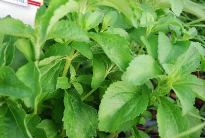  Stevia Sweetie Star 