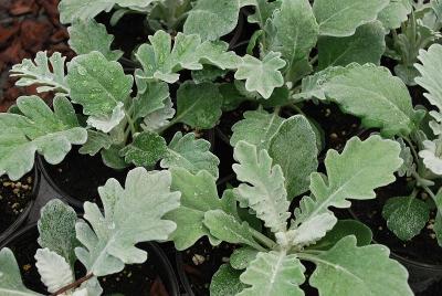 Dusty Miller  'Silverado'