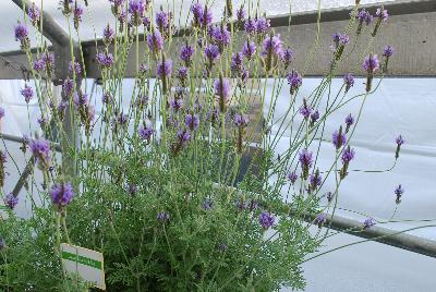 Lavandula  ''