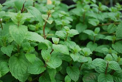  Mentha Spearmint 