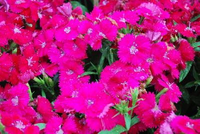 Dianthus Chiba 'Rose'