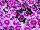 Hem Genetics BV: Dianthus  'Purple Picotee' 