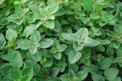 Origanum  'Greek Oregano'