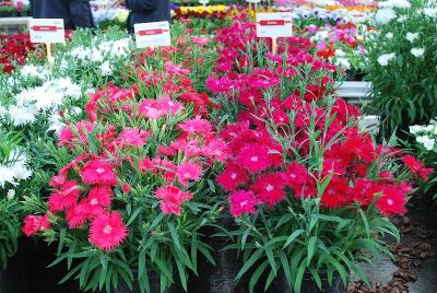 From HEM Genetics, Spring Trials 2014: Dianthus Supra: 