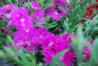 Dianthus Supra 'Purple'