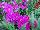 Hem Genetics BV: Dianthus  'Purple' 