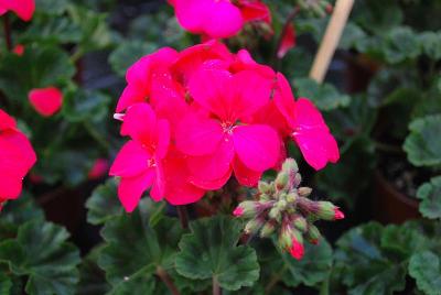 Geranium Nano 'Deep Rose'