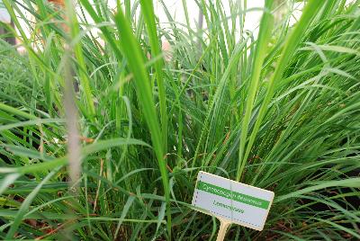 Cymbopogon  'Lemongrass'