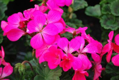 Nano Geranium Deep Rose 