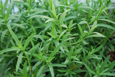  Artemesia Tarragon 