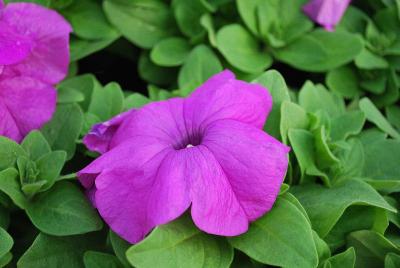 Petunia Limbo 'Violet'