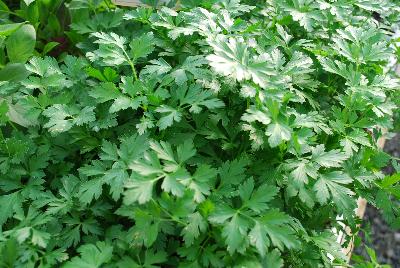 Petroselinum  'Plain Parsley'