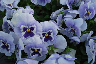 Pansy Cello 'Marina'