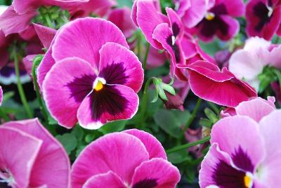 Pansy Cello 'Pink Shades with Blotch'