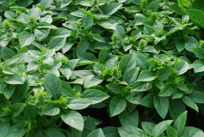 Ocimum  'Basil Globette'