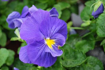 Pansy Cello 'Mid Blue'