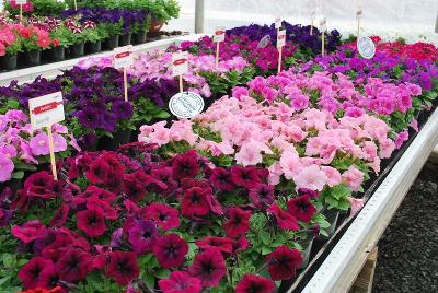 From HEM Genetics, Spring Trials 2014: Petunia Mambo: On Display @ HEM Genetics Spring Trials 2014, a full compliment of naturally dwarf petunias.