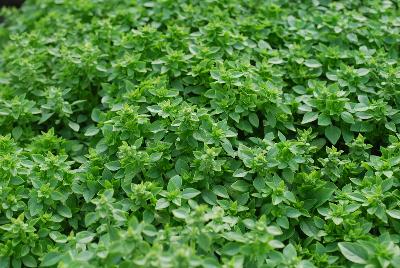 Ocimum  'Basil Micrette'