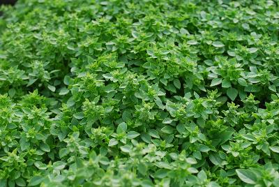 Ocimum  'Basil Micrette'