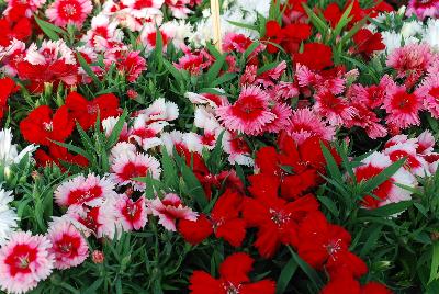 Valentine Dianthus Mixture 