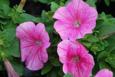 Petunia Mambo GP 'Rose Veined'