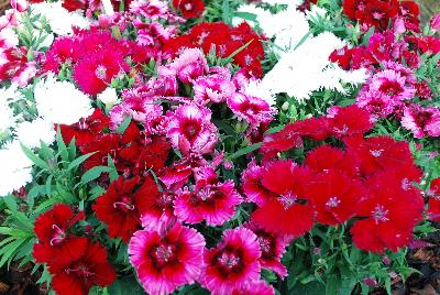 Dianthus Diana 'MixMe'