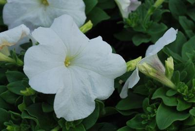 Mambo GP Petunia White 