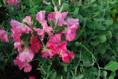 Dianthus Villa Roma 'White with Rose'