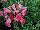Hem Genetics BV: Dianthus  'White with Rose' 
