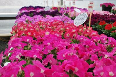 From HEM Genetics, Spring Trials 2014: Petunia Mambo: On Display @ HEM Genetics Spring Trials 2014, a full compliment of Mambo naturally dwarf petunias.