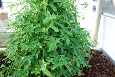Melothria  'Mouse Melon'