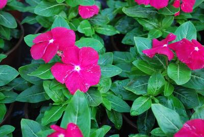 Solar Vinca 'Fresh Red'