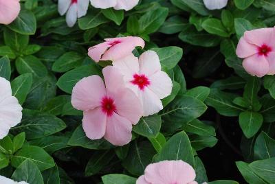 Solar Vinca 'Apricot'