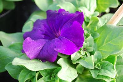 Petunia Limbo GP 'Blue'