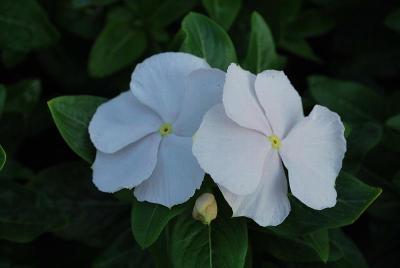 Solar Vinca Appleblossom 