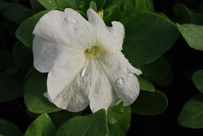 Limbo GP Petunia White 