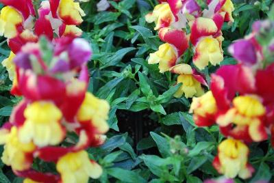 Snapdragon Snappy 'Red & Yellow'