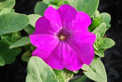 Hem Genetics BV: Limbo GP Petunia Violet 