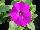 Hem Genetics BV: Petunia  'Violet' 