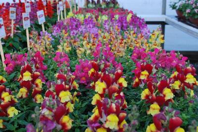 From HEM Genetics, Spring Trials 2014: Snapdragon Snappy: On Display @ HEM Genetics Spring Trials 2014, the Snappy series of snapdragon in a full compliment of colors.