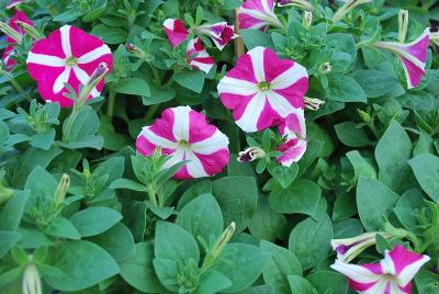 Petunia Lambada 'Rose Star'