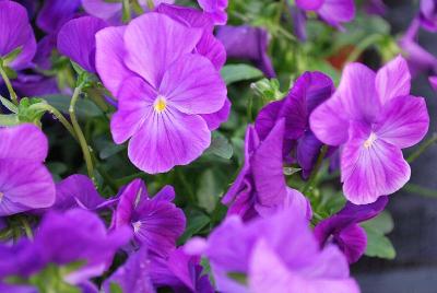 Pansy Corina 'Deep Lavender'