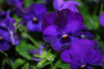 Pansy Corina 'Deep Blue'