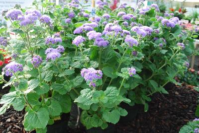 Blue Planet Ageratum 