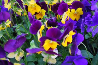 Pansy Corina 'Blue & Yellow'