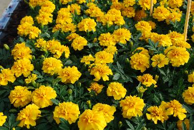 French Marigold Chica™ 'Yellow'