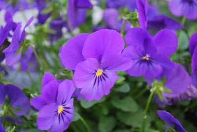 Corina Pansy Blue 