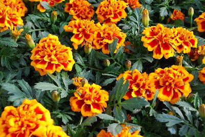 French Marigold Chica™ 'Flame'