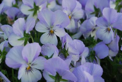 Pansy Corina 'Twilight'